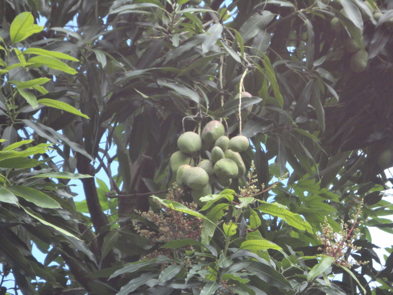 A smaller variety of mango on property.