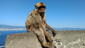 One of the many famous monkies on the Rock.