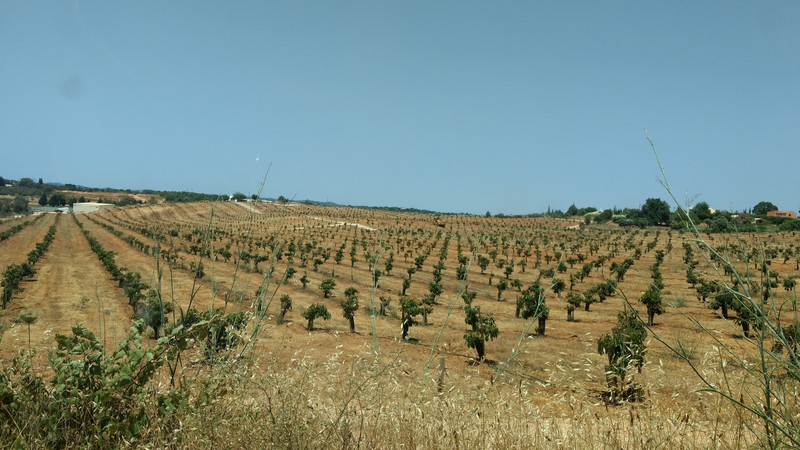Fig trees on our way to the castle at Silves.