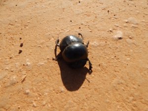 Flightless Dung Beetle