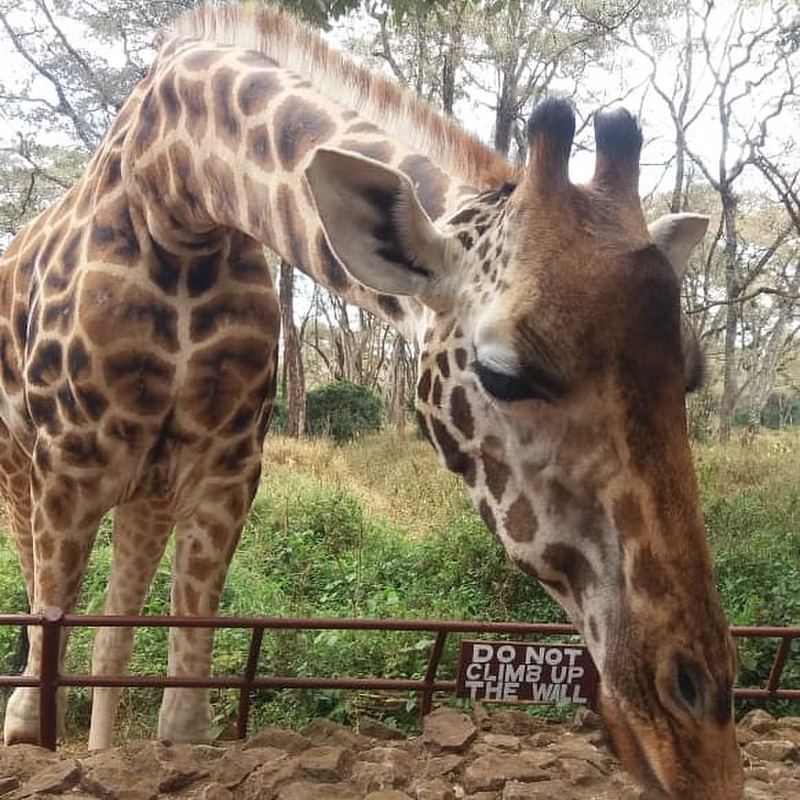 The Giraffe Centre in Nairobi