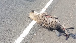 A Hyena became roadkill