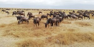 Abundant wildlife in the Ngorongoro Crater