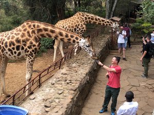 Feeding the giraffes at the Giraffe Centre in Nairobi