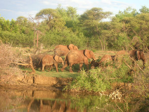 Elephants III