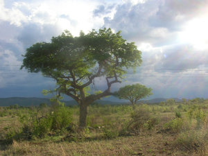 Game Drive view