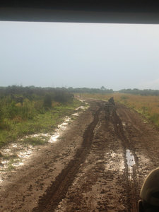 Zebra in the muddy road