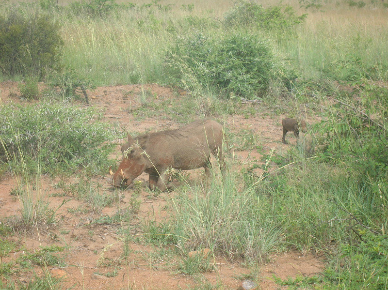 Warthog eating on his knees
