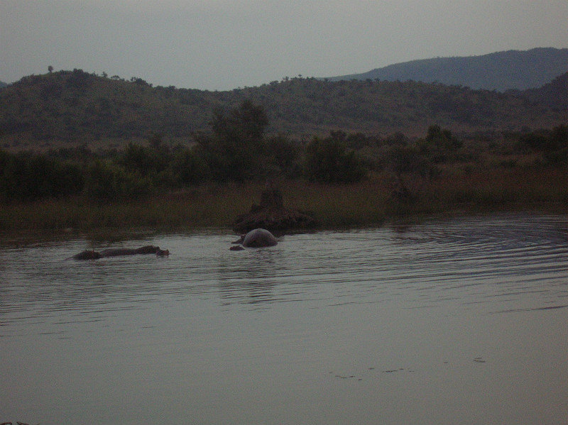 Find the hippos