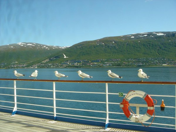 Birds in Norway