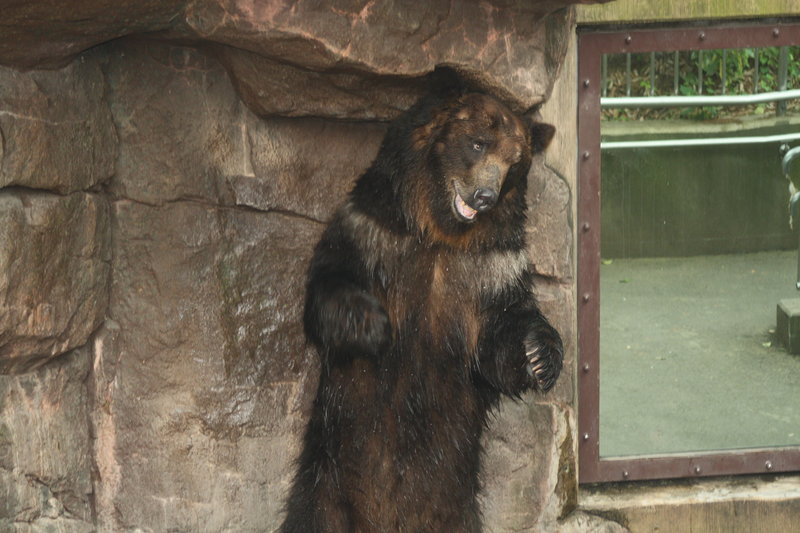 Hokkaido Bear