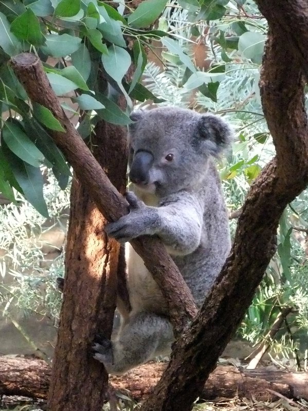 Koala At Wildlife Sydney