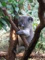 Koala At Wildlife Sydney