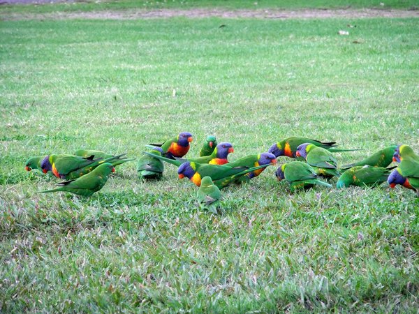 Lorikeets at the campsite