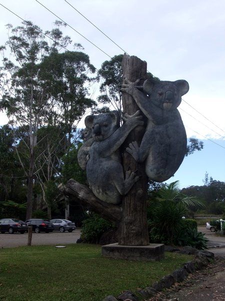 Giant Koalas outside the Billabong Koala Park