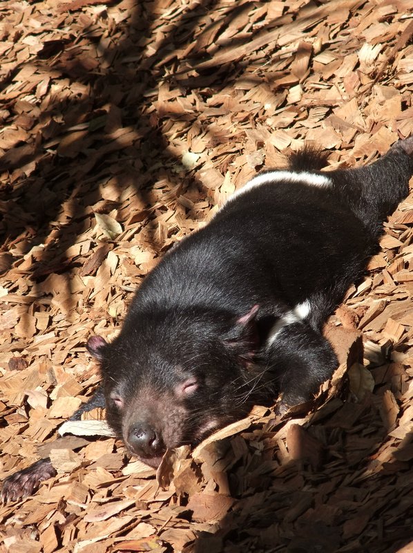 Sleepy tasmanian devil