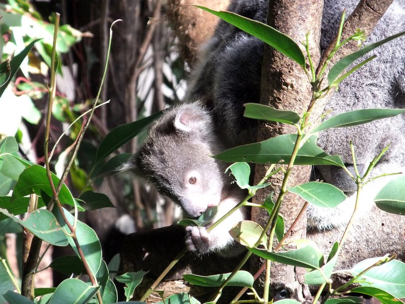 Baby koala
