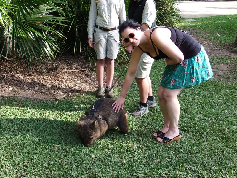 Stroking a wombat