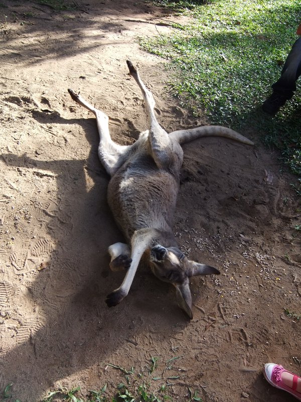 Sunbathing kangaroo