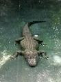 American Alligator