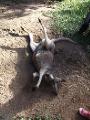Sunbathing kangaroo