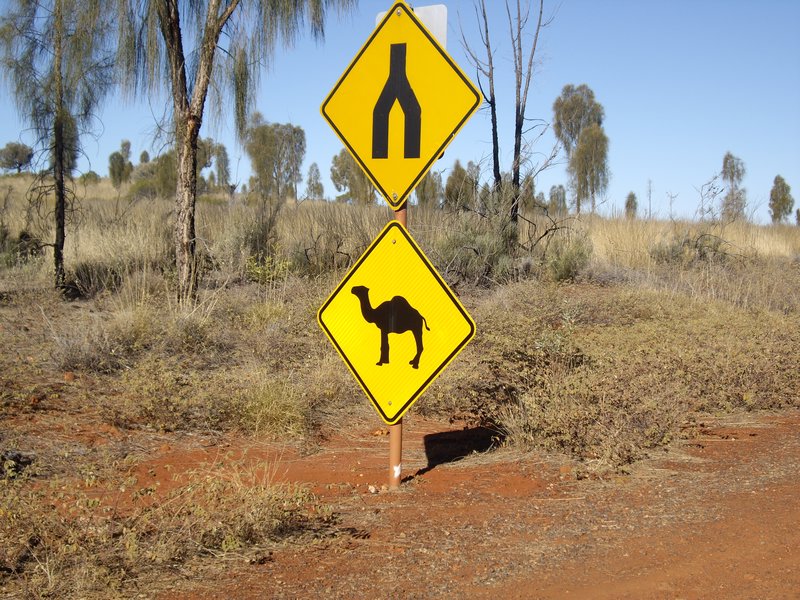 Watch out for camels!