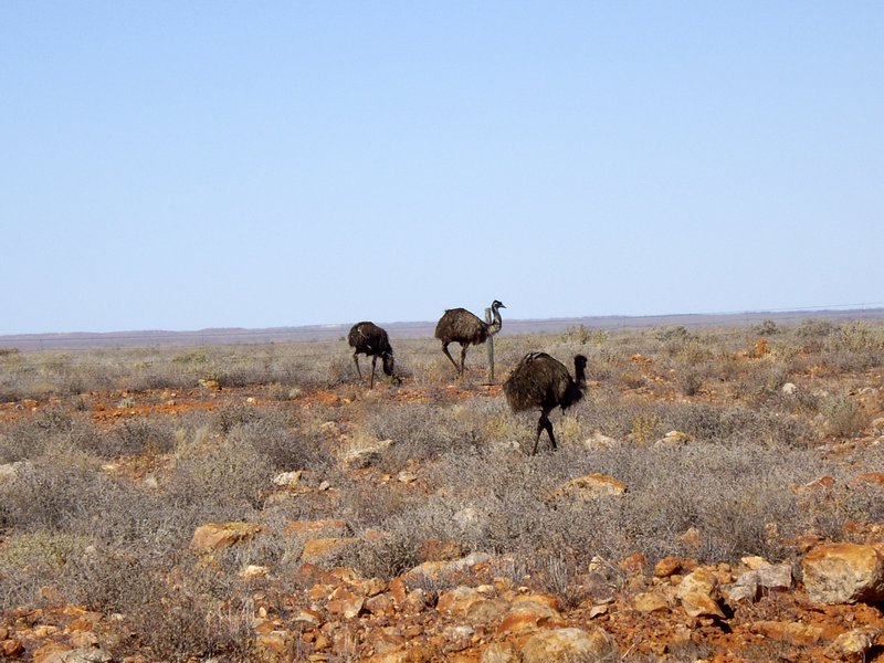 Wild emus along the highway