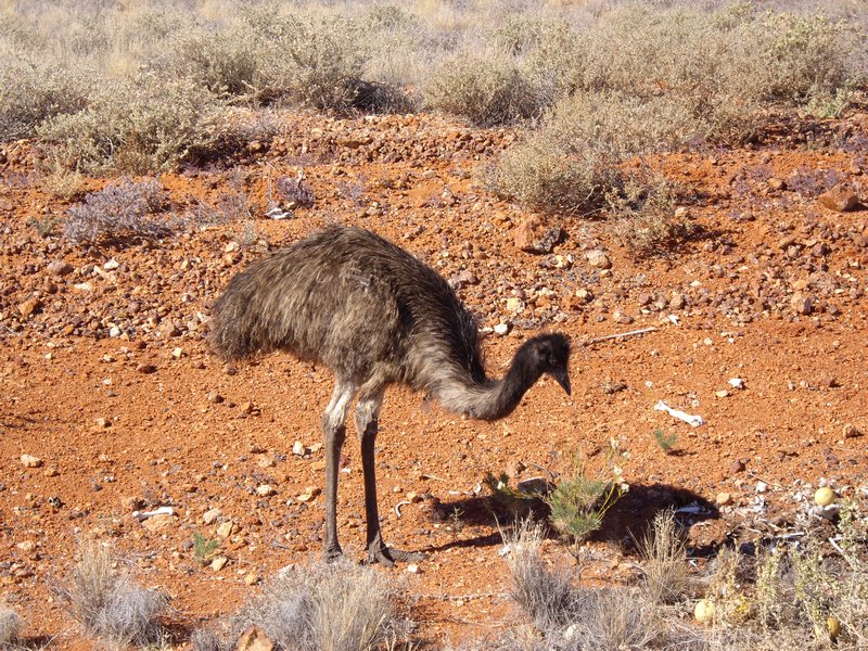 Wild emu