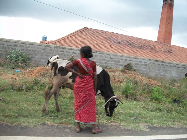 Woman with her cattle