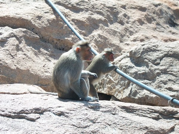 Monkeys Getting a Drink
