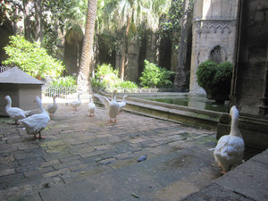 Geese in Cathedral Cloister