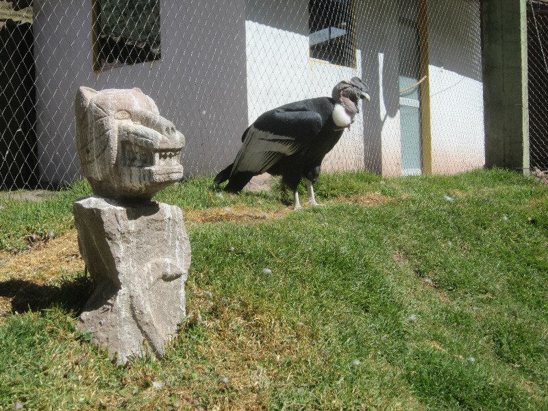 Andean Condors 
