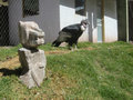 Andean Condors 