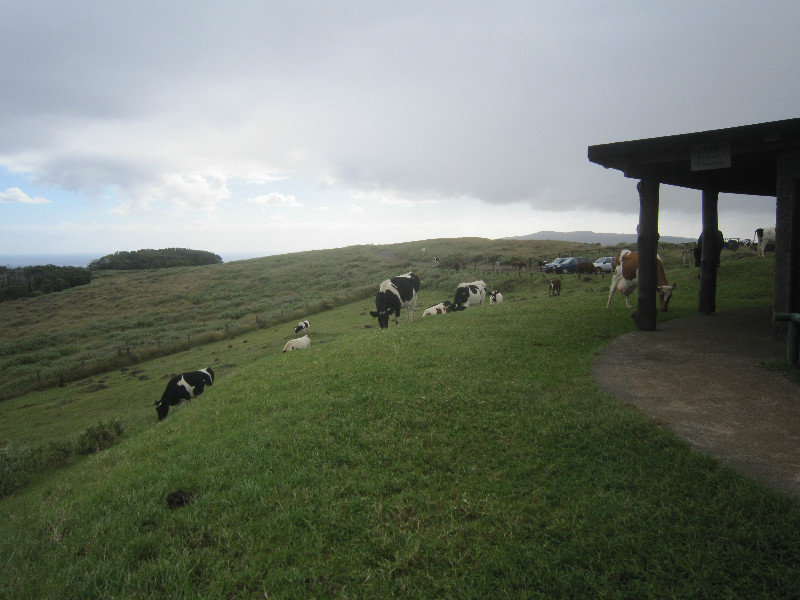 First Cow Herd 