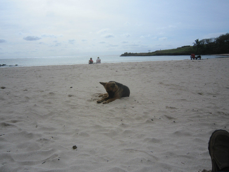 Another Dog Friend at Anakena 