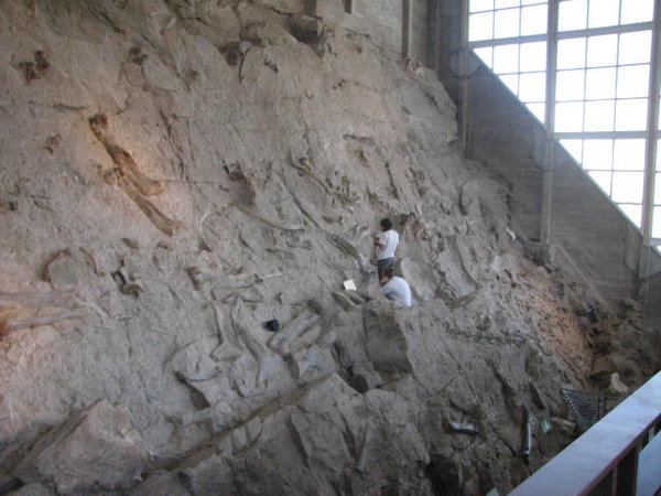 Dinosaur Fossil Wall with Students