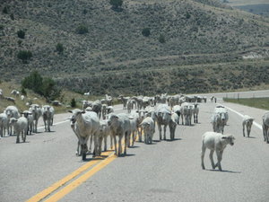 Open Range Sheep Ranching