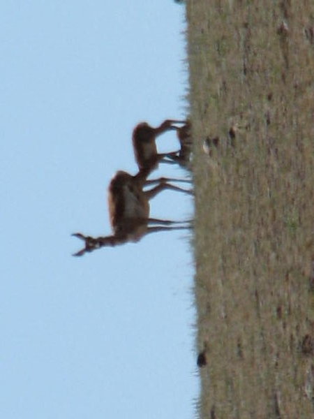 Antelopes 