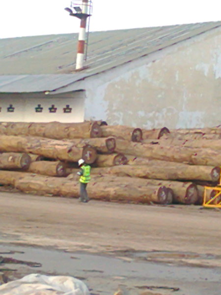 Logs in Pointe Noire harbour
