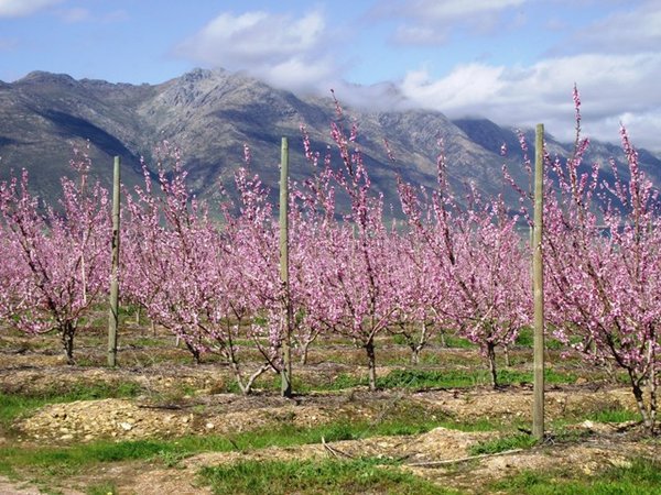 Fruit trees in blossom