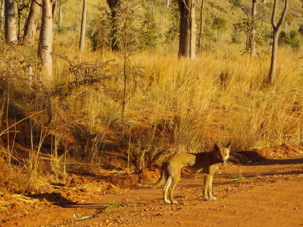 Dingo near Windjana Gorge