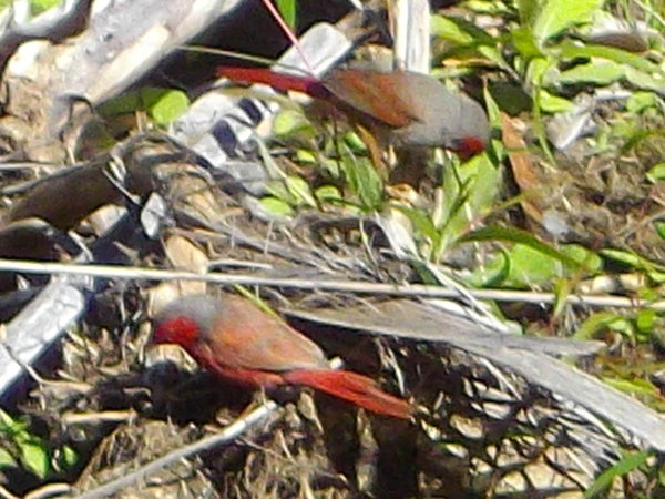 Crimson Finches