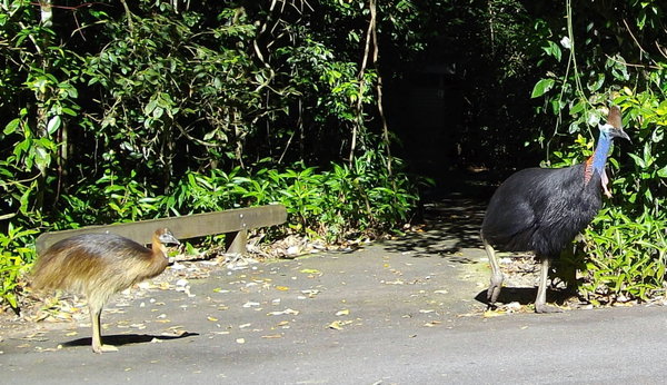 Cassowary and chick