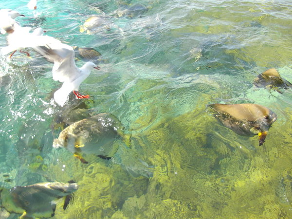 Fish and gulls near Green Island