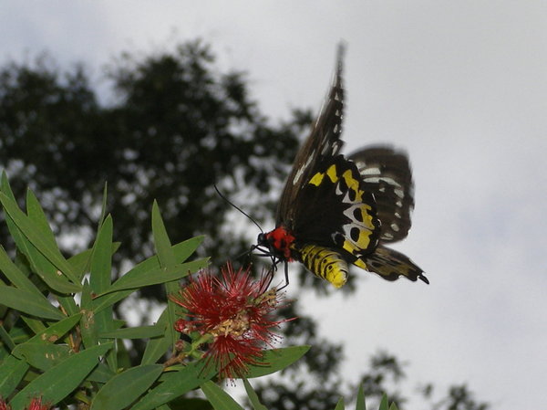 Butterfly, Murray Falls