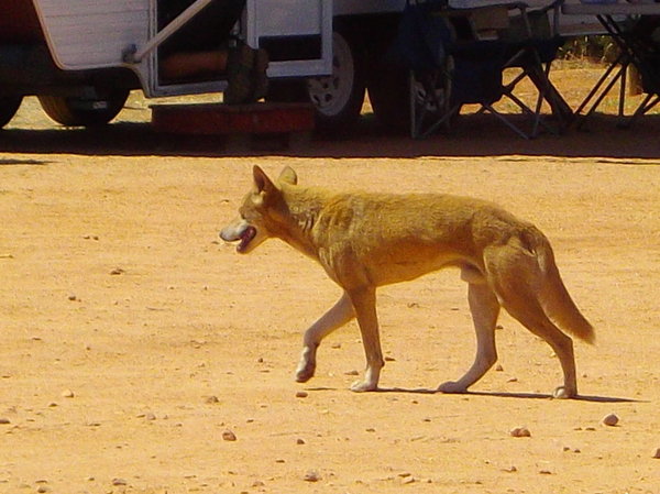 Dingo at Devil's Marbles campsite