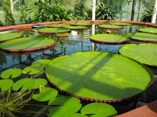 Amazonian lilies