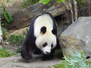 Panda, Adelaide Zoo