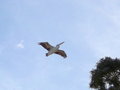 Pelican, Coffin Bay