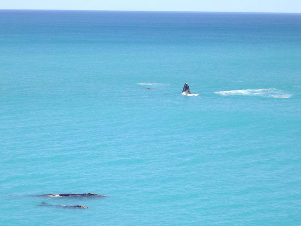 Whales, Head of Bight